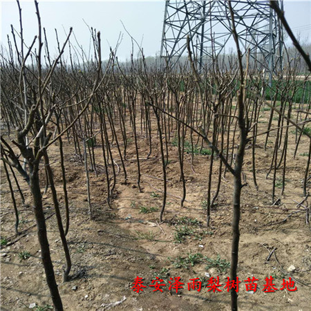 西藏君睞全紅梨樹苗哪里賣的便宜