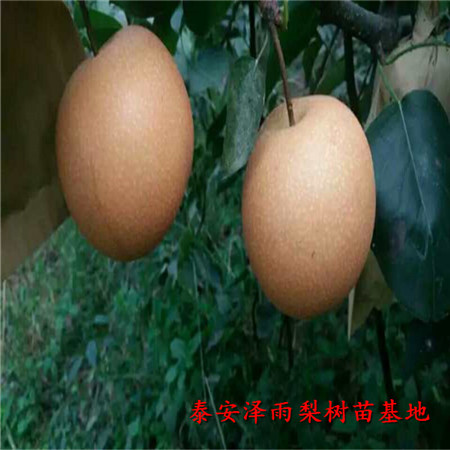山西黃金梨樹(shù)苗需要多少錢(qián)