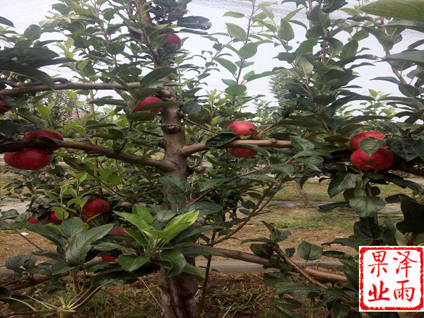 m9t337嫁接新紅星蘋果好成活嗎