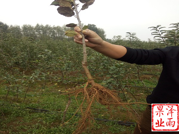 嘎啦蘋(píng)果樹(shù)苗2019報(bào)價(jià)、嘎啦蘋(píng)果苗誠(chéng)信經(jīng)營(yíng)