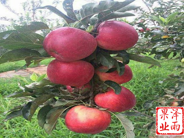 m9t337嫁接雨露紅蘋果今年價格