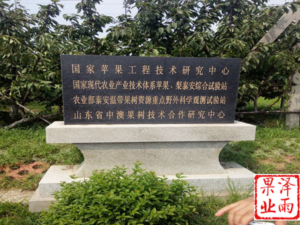 1年秦陽蘋果好管理