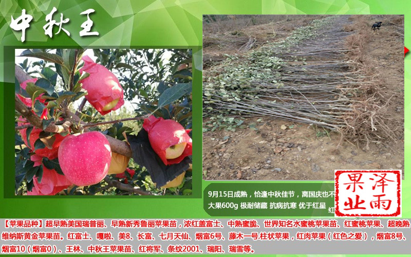 嘎啦蘋(píng)果樹(shù)苗2019報(bào)價(jià)、嘎啦蘋(píng)果苗誠(chéng)信經(jīng)營(yíng)