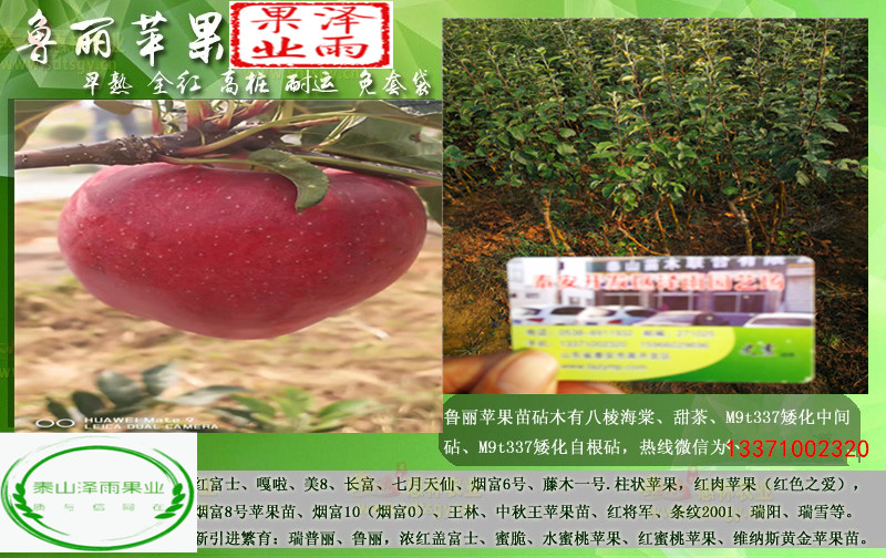 維納斯黃金蘋(píng)果怎么種植、維納斯黃金蘋(píng)果豐產(chǎn)種植