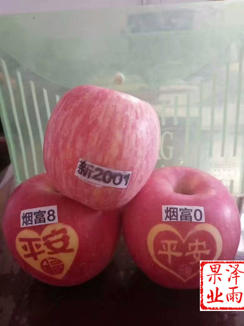雨露紅蘋(píng)果樹(shù)苗哪里有、雨露紅蘋(píng)果苗品種