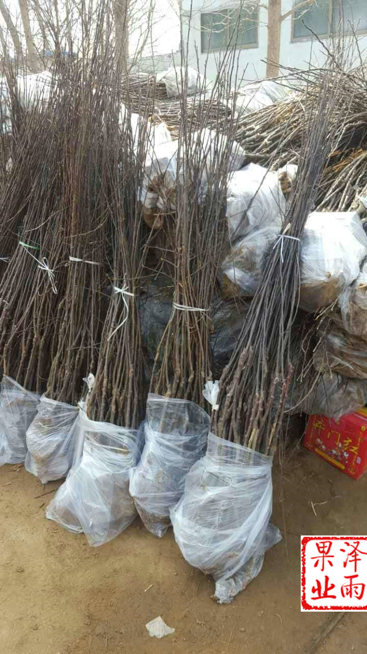 m26嫁接維納斯黃金蘋果零售