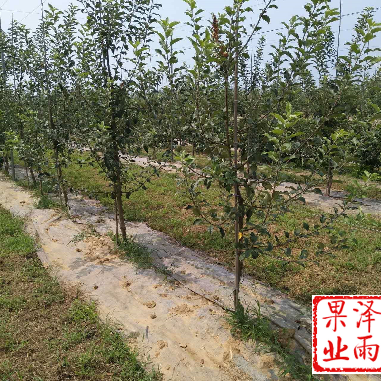 響富蘋果樹苗哪里賣苗質(zhì)量好、響富蘋果苗育苗廠家