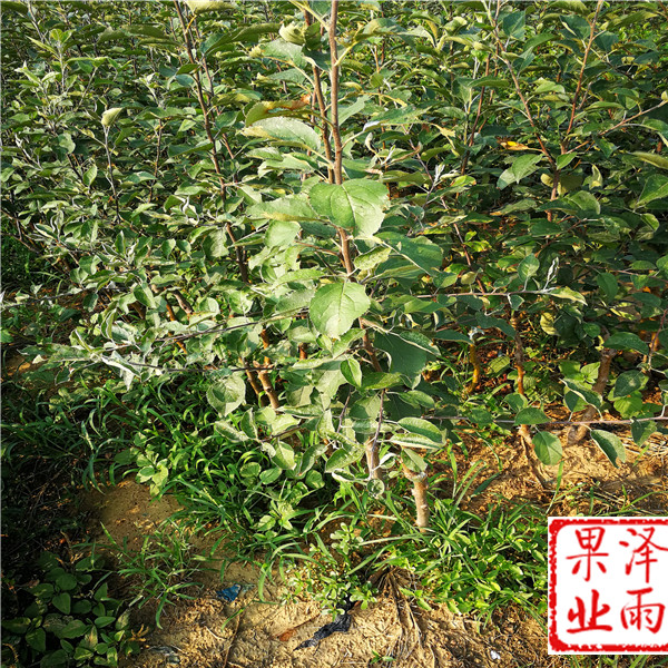秦蜜蘋果樹苗2019報價、秦蜜蘋果苗適合種植