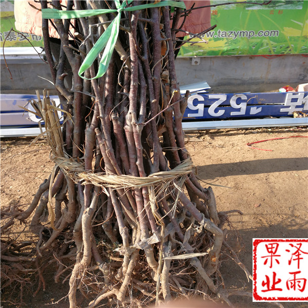 維納斯黃金蘋(píng)果怎么種植、維納斯黃金蘋(píng)果豐產(chǎn)種植