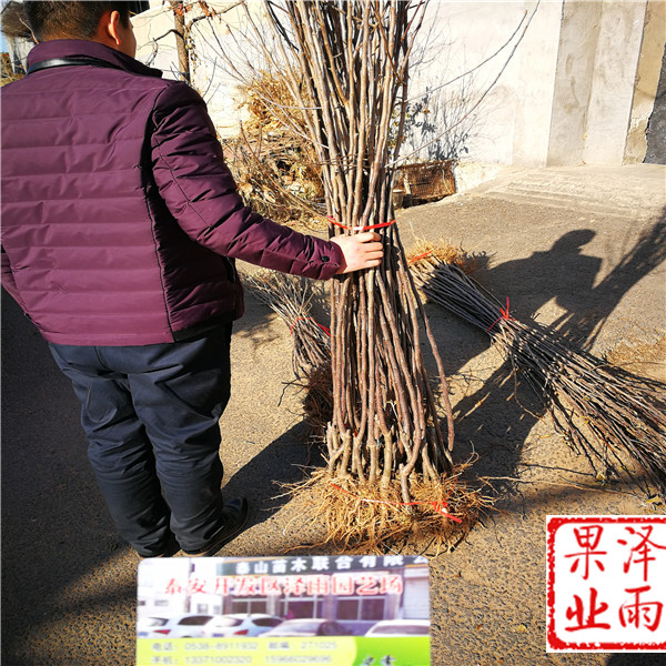 m26嫁接維納斯黃金蘋果怎么種植