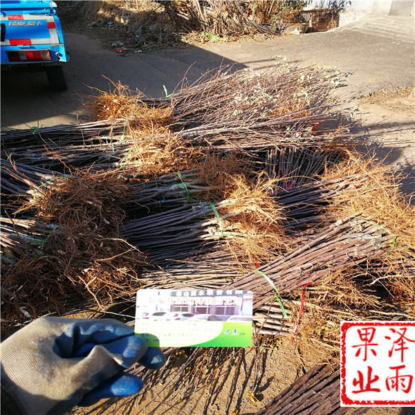 魯麗蘋果樹苗哪里有、魯麗蘋果苗種苗