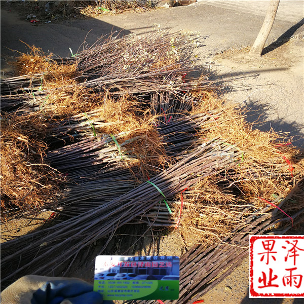 2年秦脆蘋果哪里有