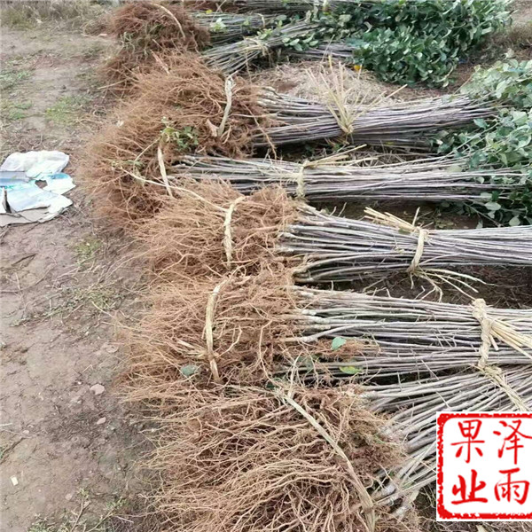 神富6號零售、神富6號成熟時(shí)間
