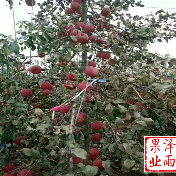 1年紅將軍蘋果新價(jià)格