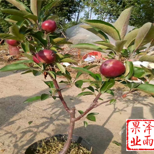 m26嫁接響富蘋(píng)果價(jià)格走勢表