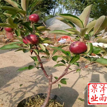 嘎啦蘋果便宜供應、嘎啦蘋果價格多少