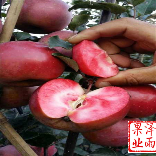 矮化雨露紅蘋果怎么種植