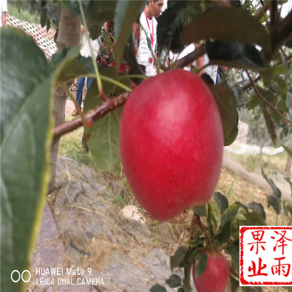 1年中秋王蘋果怎么種植