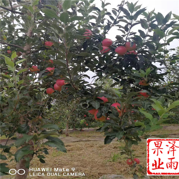 红色之爱苹果苗、红色之爱苹果树苗便宜基地、1年澳洲青苹果苗