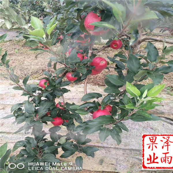 2年響富蘋果怎么種植