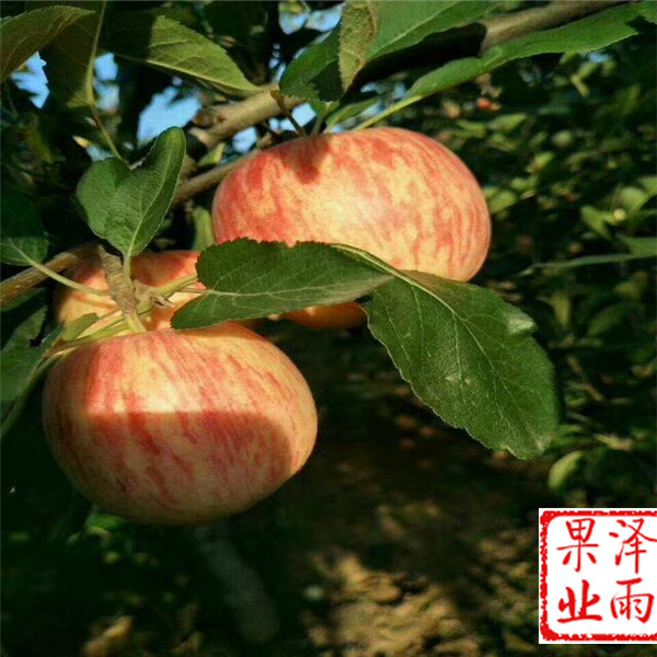 1年澳洲青蘋(píng)果需要多少錢(qián)