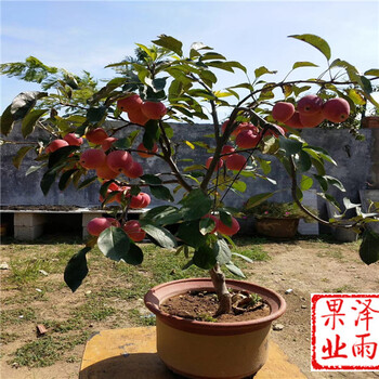 m9t337嫁接水蜜桃蘋果今年價格