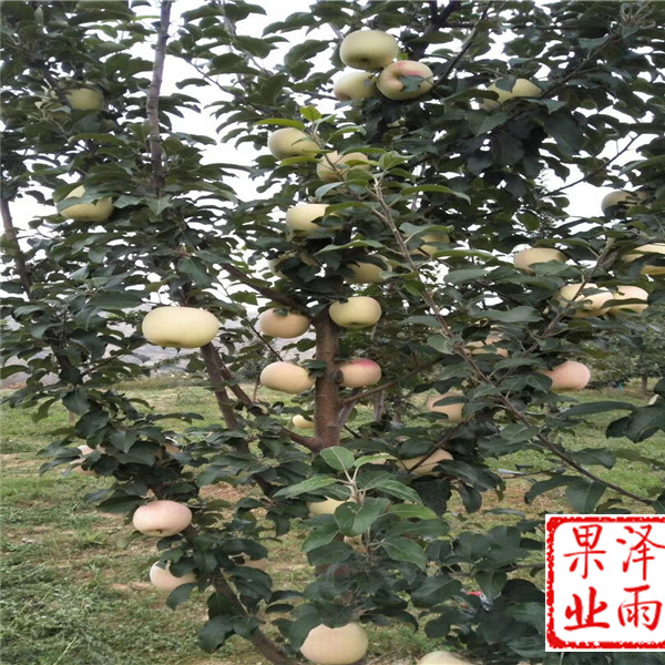 m9t337嫁接紅將軍蘋果苗怎么管理
