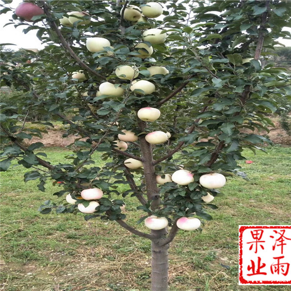 水蜜桃苹果苗、水蜜桃苹果树苗新价格、1年寒富苹果苗