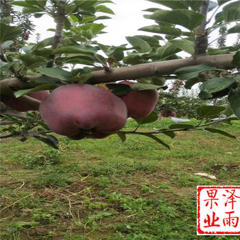 2年黃金奶油蘋果今年價(jià)格