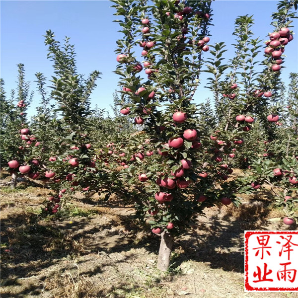 矮化新紅星蘋(píng)果怎么種植