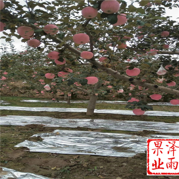 秦陽(yáng)蘋(píng)果樹(shù)苗哪里賣(mài)苗質(zhì)量好、秦陽(yáng)蘋(píng)果苗苗圃