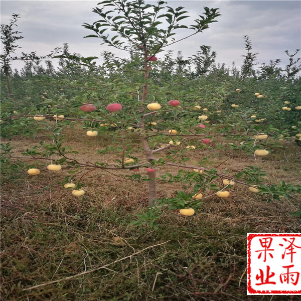 中秋王蘋(píng)果苗、中秋王蘋(píng)果樹(shù)苗多少錢(qián)一棵、m26嫁接維納斯黃金蘋(píng)果苗