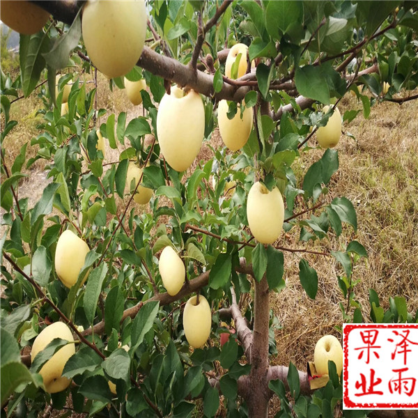 m26嫁接響富蘋(píng)果價(jià)格走勢表