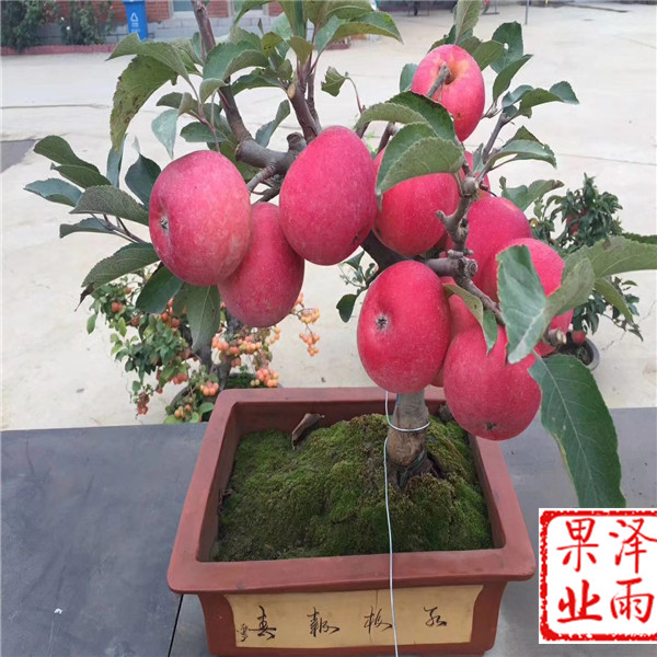 m26嫁接維納斯黃金蘋果零售