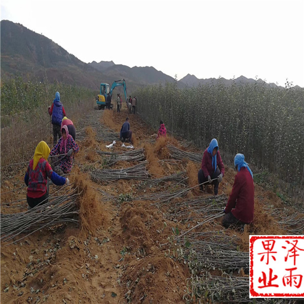 响富苹果苗、响富苹果树苗好管理、m26嫁接维纳斯黄金苹果苗