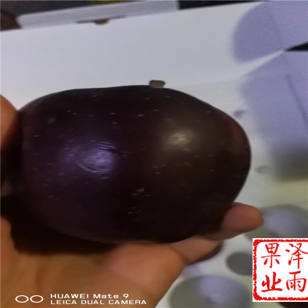 m26嫁接維納斯黃金蘋果零售