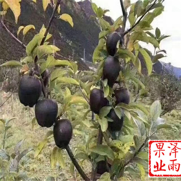 2年黃金奶油蘋果需要多少錢