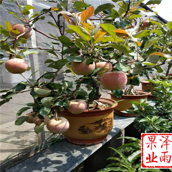 瑞普麗蘋果價格走勢圖、瑞普麗蘋果多少錢一棵
