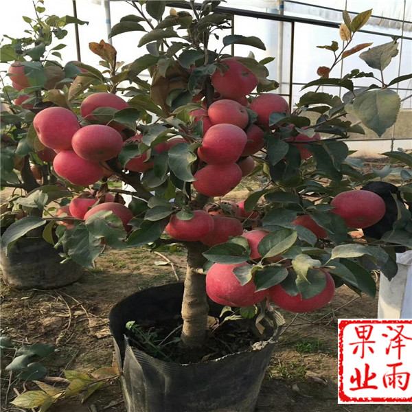 m26嫁接響富蘋(píng)果價(jià)格走勢表