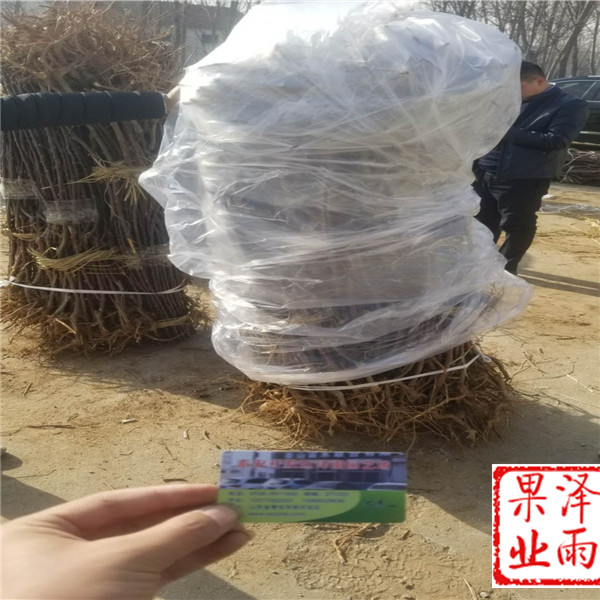 1年澳洲青蘋(píng)果需要多少錢(qián)