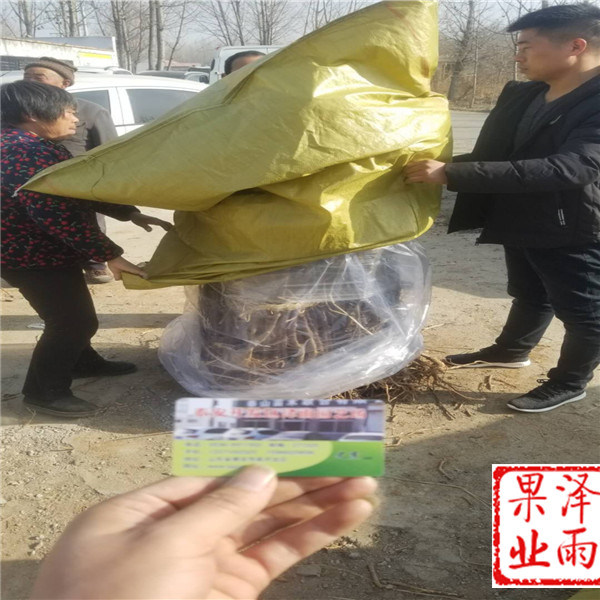 m26嫁接新紅星蘋果哪里有