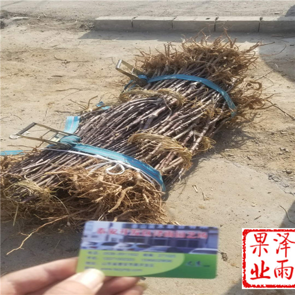m26嫁接新紅星蘋果哪里有