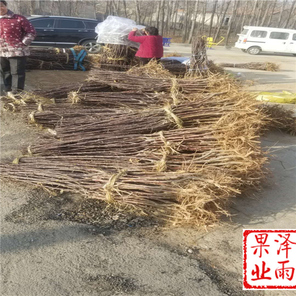 新疆野蘋果苗定苗熱線