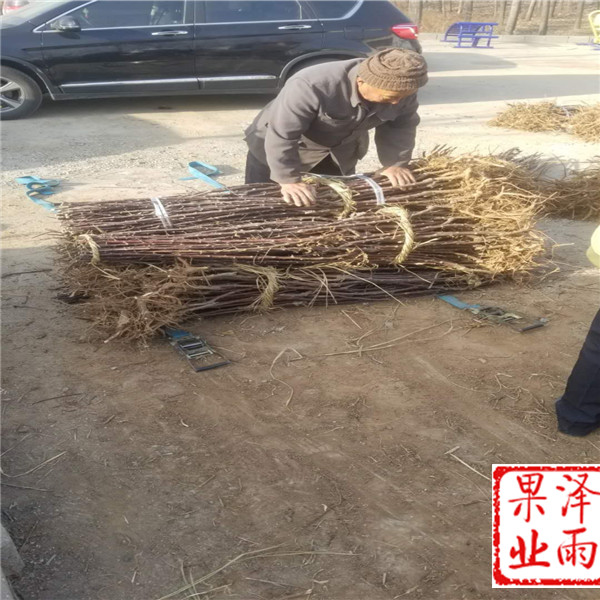 寒富苹果苗、寒富苹果树苗便宜供应、2年中秋王苹果苗