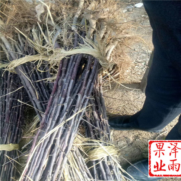 美國8號蘋果苗、美國8號蘋果樹苗便宜出售、m26嫁接水蜜桃蘋果苗