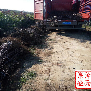 矮化秦陽蘋果價格