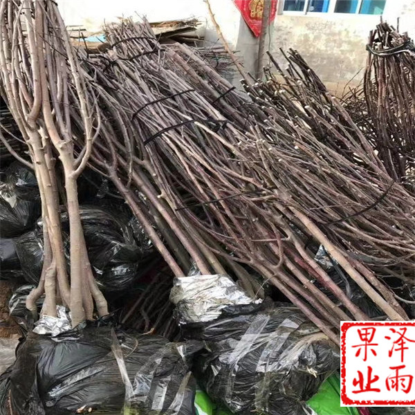 紅將軍蘋果樹苗多少錢一棵、紅將軍蘋果苗包成活廠家