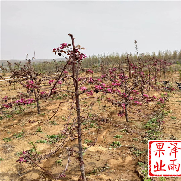 2年雨露红苹果零售