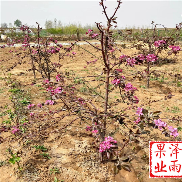 秦阳苹果苗、秦阳苹果树苗定苗热线、m26嫁接神富6号苹果苗