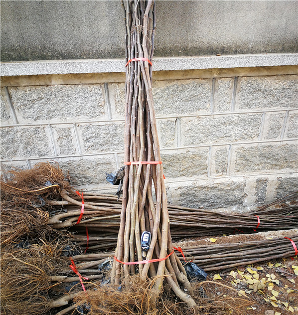 福建白蜜无花果苗、福建白蜜无花果苗、福建白蜜无花果苗介绍